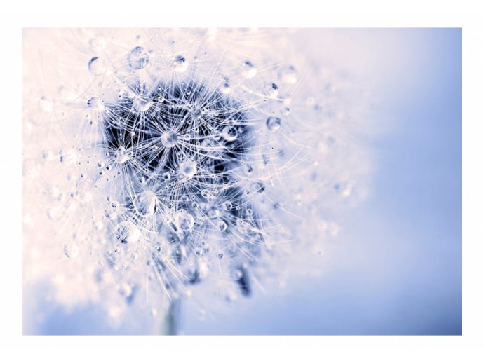 Fototapete Serenity Pusteblume Morgen