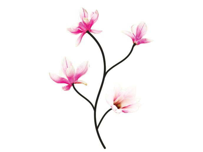 Wandaufkleber Wandsticker Blumen Magnolien