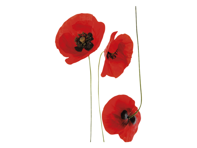 Fototapete für modernen Innenraum Blumen