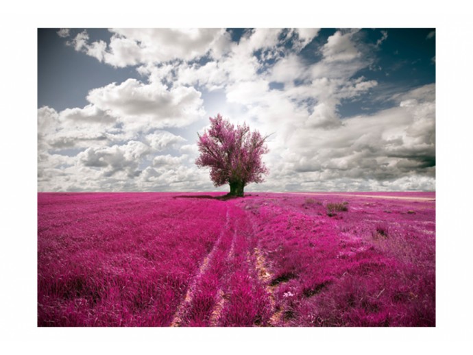 Fototapete Lavendelfeld