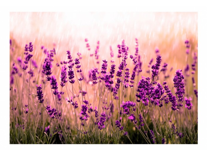 Fototapete im provenzalischen Stil Lavendel