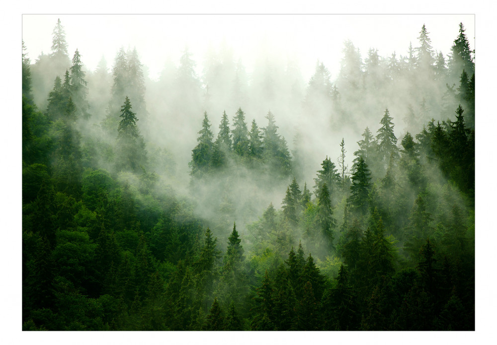 Fototapete Wald