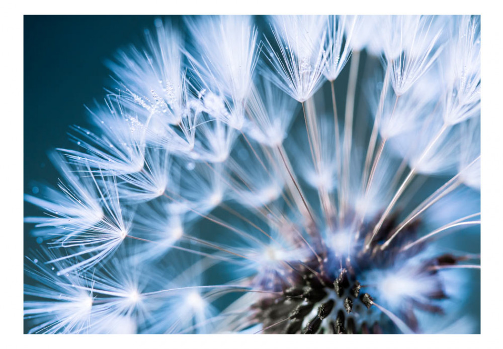 Fototapete Pusteblume