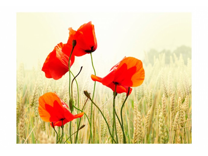 Fototapete Wiese Blumen Mohnblumen