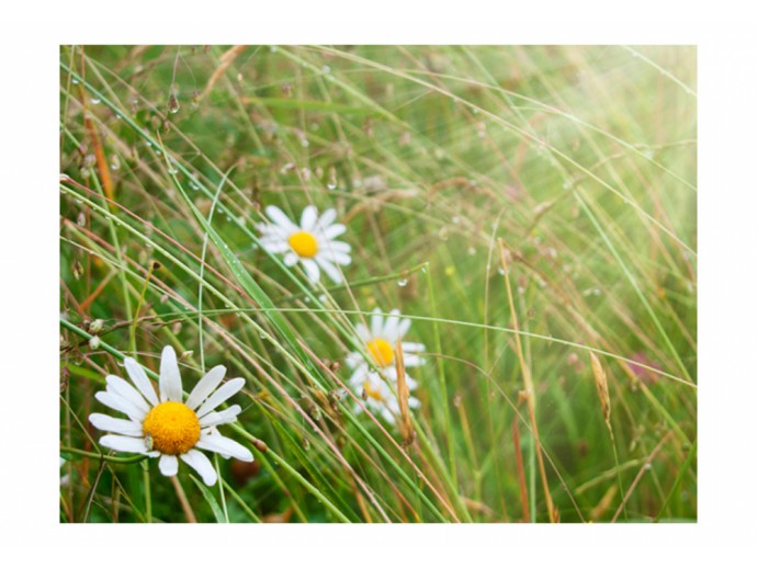 Fototapete Wiese Gänseblümchen