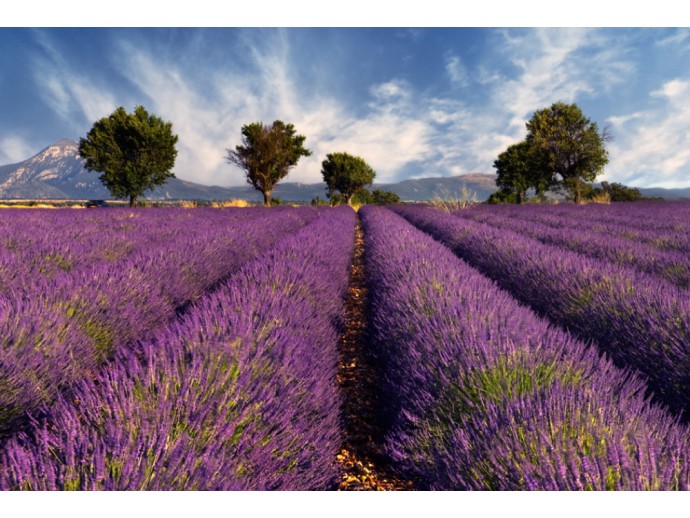 Fototapete Perspektive Lavendel Provance