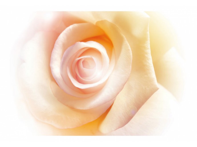 Fototapete Blumen Rose