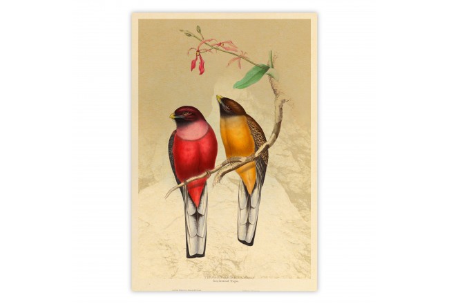 poster vögel
