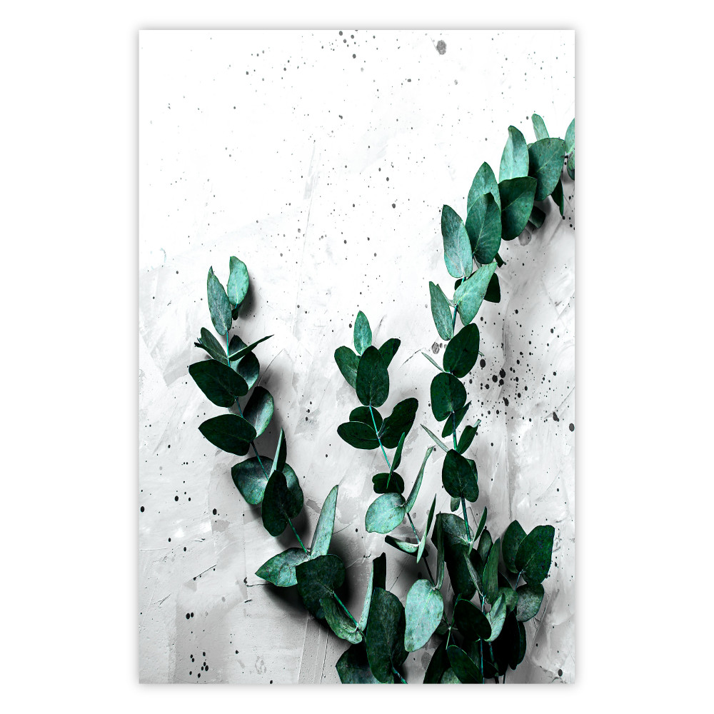 Poster Eukalyptus