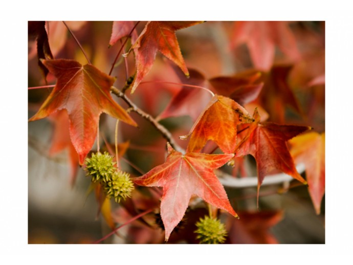 Fototapete Herbst Wald Blätter
