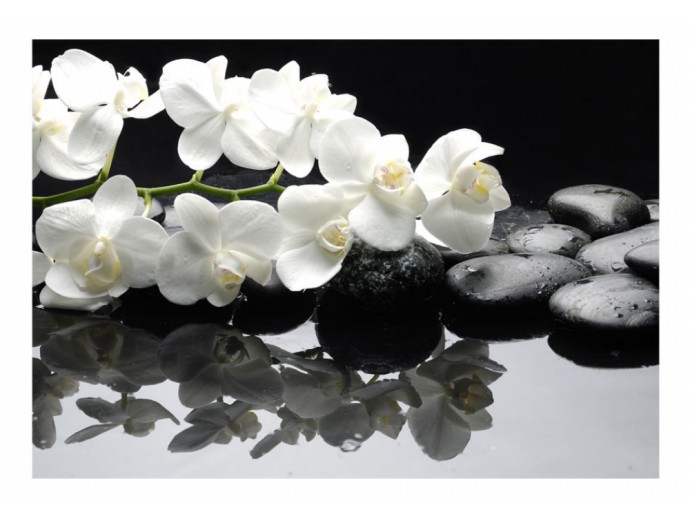 Fototapete Stein Blumen Orchideen