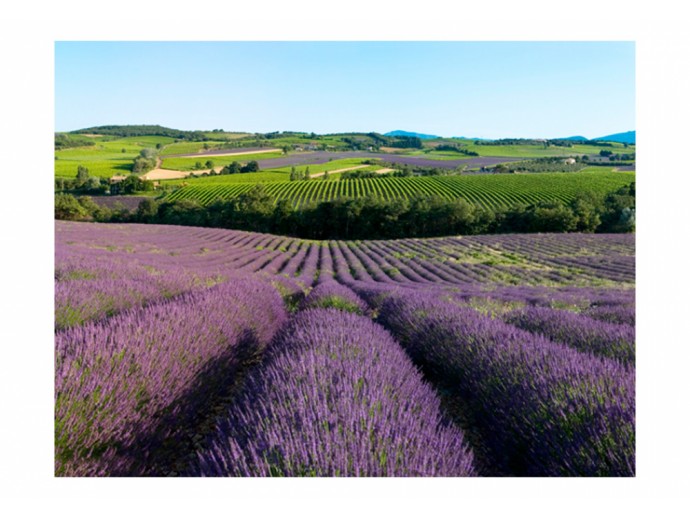 Fototapete Lavendel Lavendelfelder Landschaft
