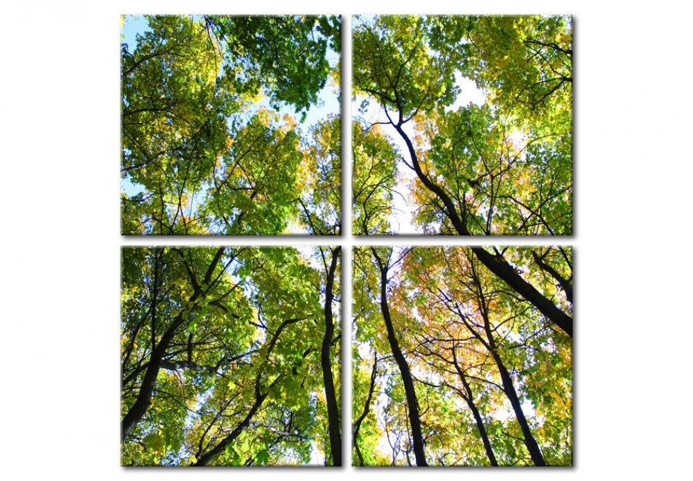 grünes Wandbild Wald Bäume Natur
