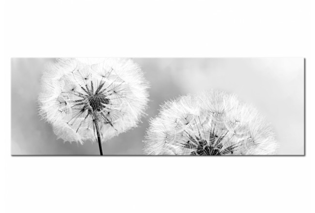 Acrylglasbild Natur Pusteblumen