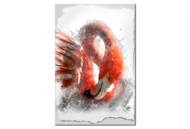 Bild Natur Flamingo