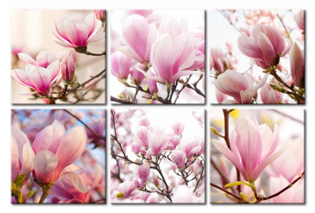 Wandbild Blumen Magnolien