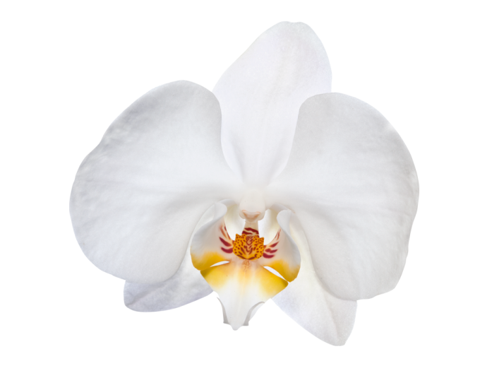 Wandsticker weiße Orchidee