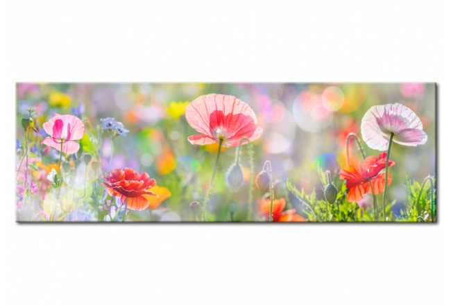 Wandbild Blumen Mohnblumen Wiese