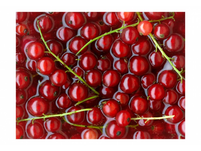 Fototapete für Küche Esszimmer Obst Johannisbeere
