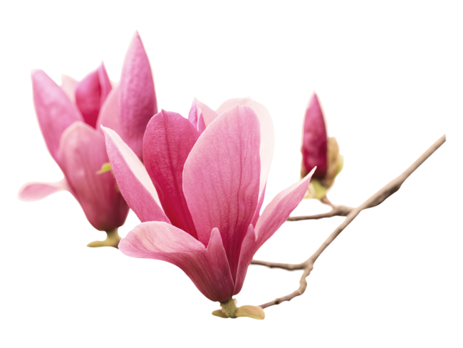 Wandtattoo Magnolie