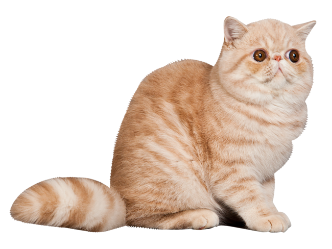 Wandtattoo Katze