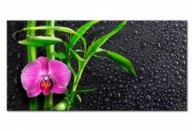 Bild auf Acrylglas Orchidee